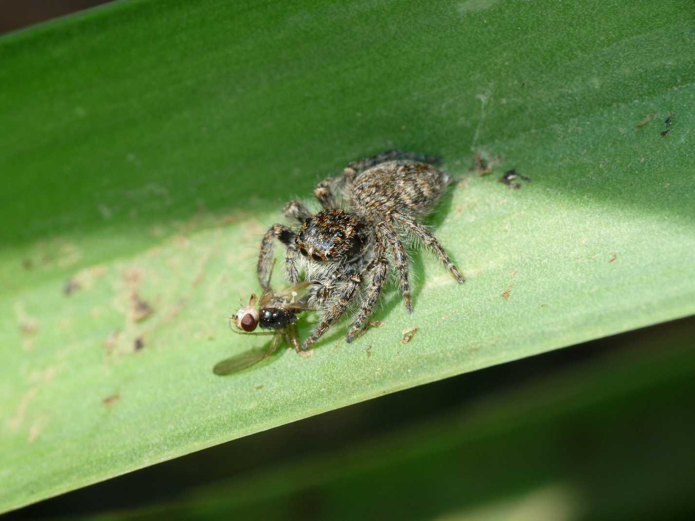 Philaeus chrysops con prede